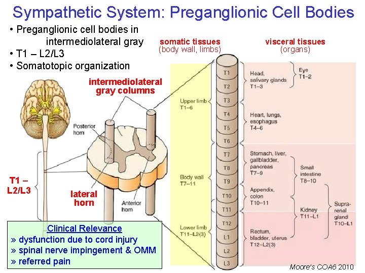 Sympathetic System: Preganglionic Cell Bodies • Preganglionic cell bodies in intermediolateral gray • T