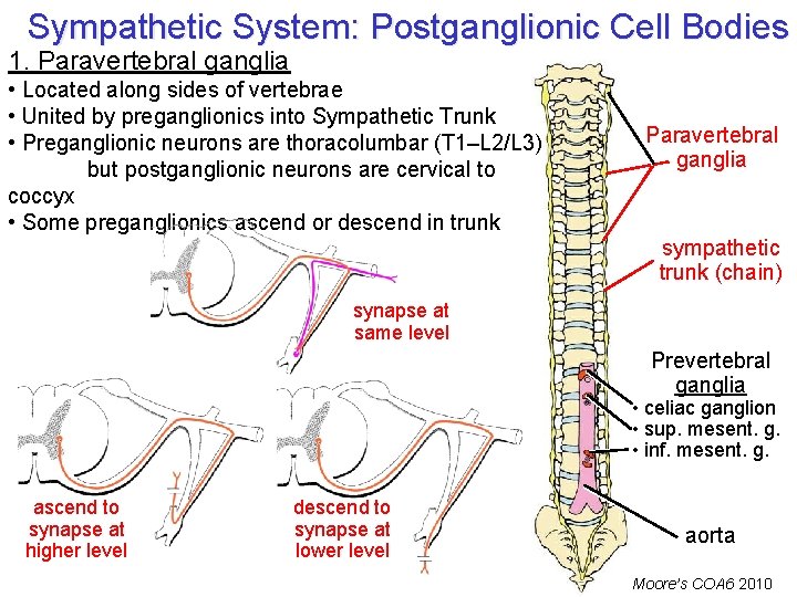 Sympathetic System: Postganglionic Cell Bodies 1. Paravertebral ganglia • Located along sides of vertebrae