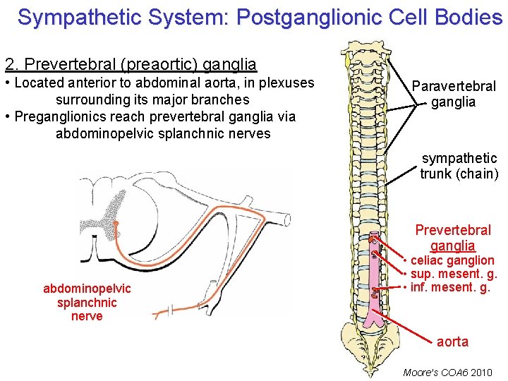 Sympathetic System: Postganglionic Cell Bodies 2. Prevertebral (preaortic) ganglia • Located anterior to abdominal