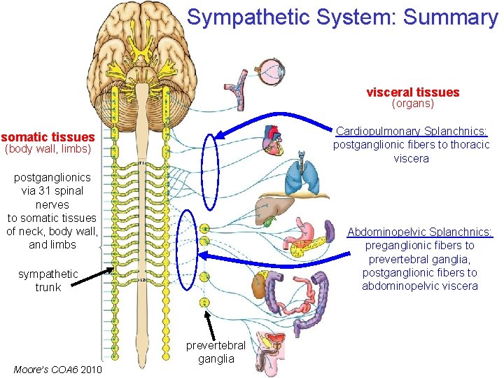 Sympathetic System: Summary visceral tissues (organs) Cardiopulmonary Splanchnics: postganglionic fibers to thoracic viscera somatic