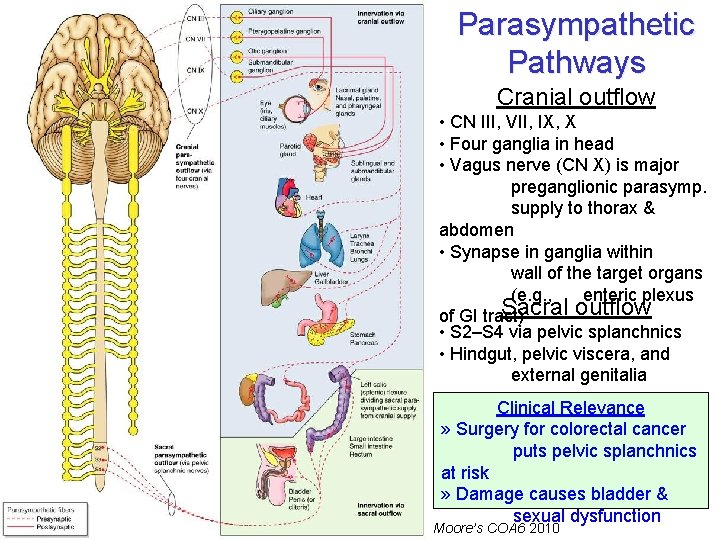 Parasympathetic Pathways Cranial outflow • CN III, VII, IX, X • Four ganglia in