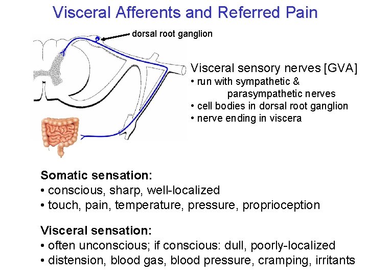 Visceral Afferents and Referred Pain dorsal root ganglion Visceral sensory nerves [GVA] • run