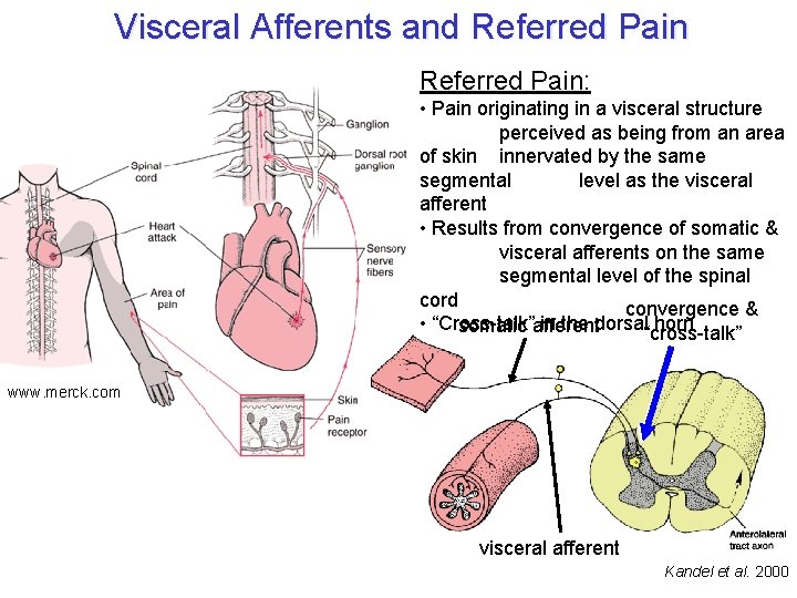 Visceral Afferents and Referred Pain: • Pain originating in a visceral structure perceived as