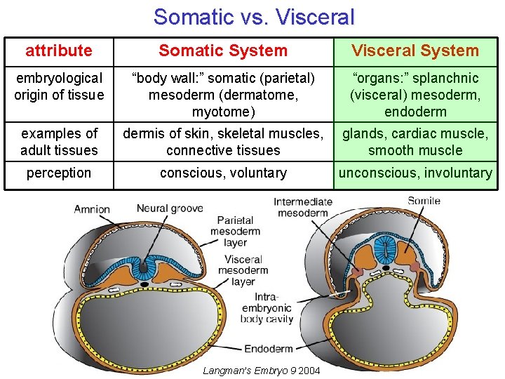 Somatic vs. Visceral attribute Somatic System Visceral System embryological origin of tissue “body wall: