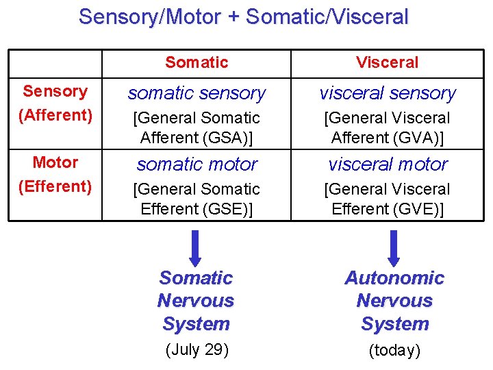 Sensory/Motor + Somatic/Visceral Somatic Visceral Sensory (Afferent) somatic sensory visceral sensory [General Somatic Afferent