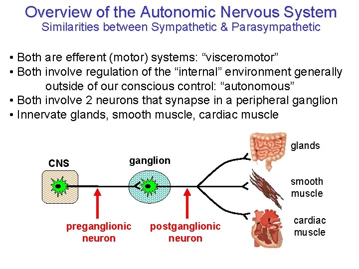 Overview of the Autonomic Nervous System Similarities between Sympathetic & Parasympathetic • Both are