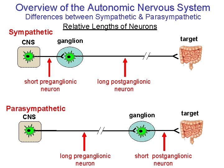 Overview of the Autonomic Nervous System Differences between Sympathetic & Parasympathetic Relative Lengths of