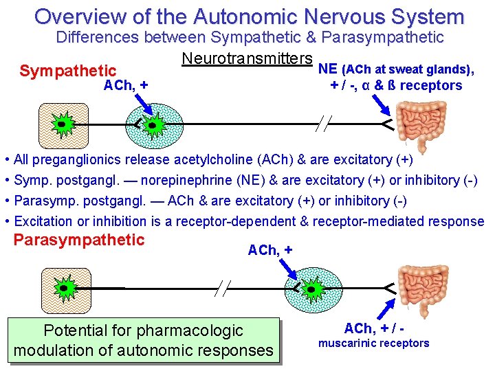 Overview of the Autonomic Nervous System Differences between Sympathetic & Parasympathetic Neurotransmitters NE (ACh