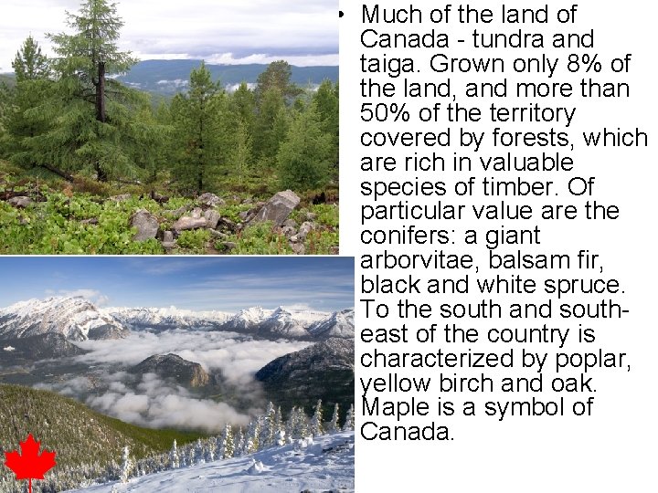  • Much of the land of Canada - tundra and taiga. Grown only