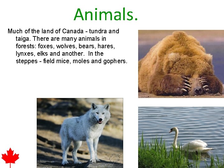Animals. Much of the land of Canada - tundra and taiga. There are many