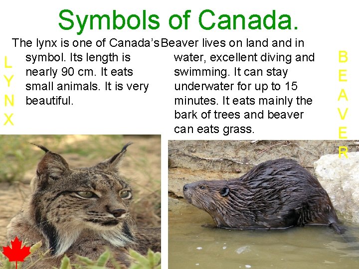 Symbols of Canada. The lynx is one of Canada’s Beaver lives on land in