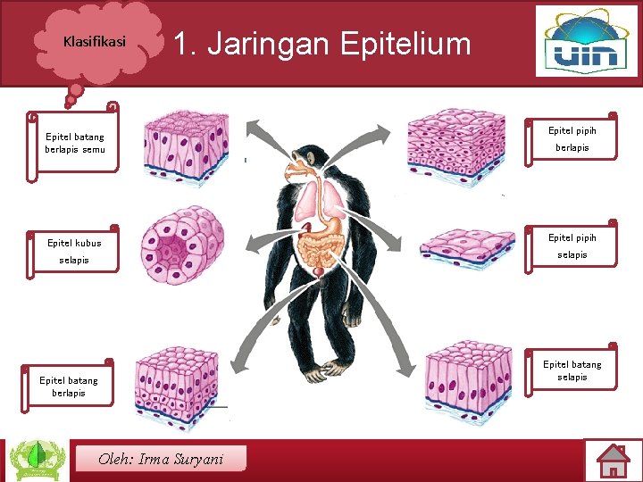 Klasifikasi 1. Jaringan Epitelium Epitel batang berlapis semu Epitel kubus selapis Epitel pipih berlapis