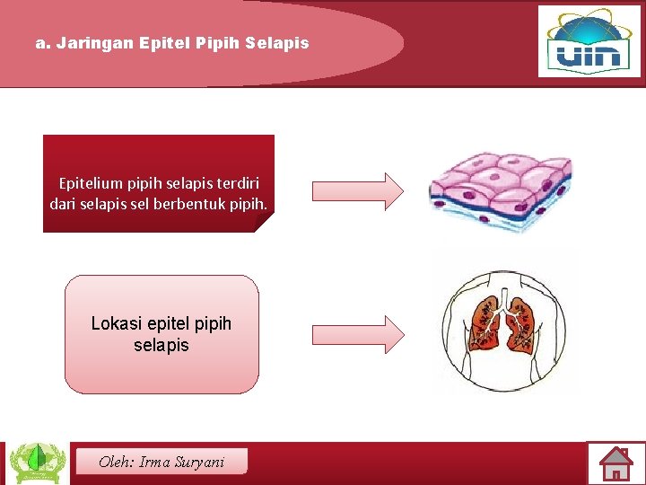 a. Jaringan Epitel Pipih Selapis Epitelium pipih selapis terdiri dari selapis sel berbentuk pipih.