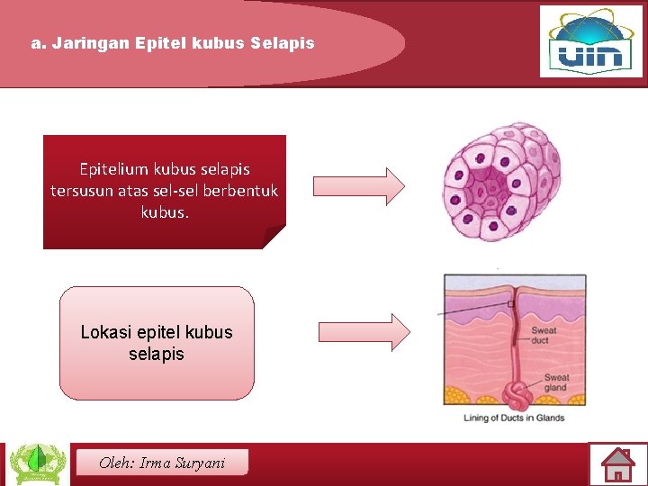 a. Jaringan Epitel kubus Selapis Epitelium kubus selapis tersusun atas sel-sel berbentuk kubus. Lokasi