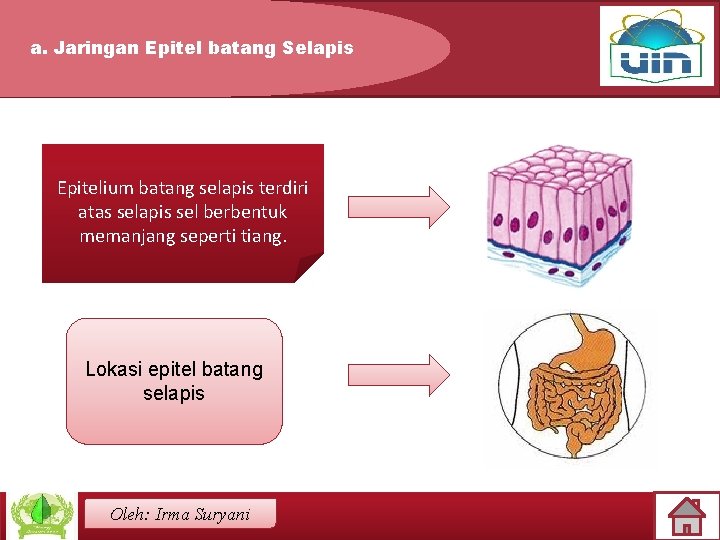 a. Jaringan Epitel batang Selapis Epitelium batang selapis terdiri atas selapis sel berbentuk memanjang