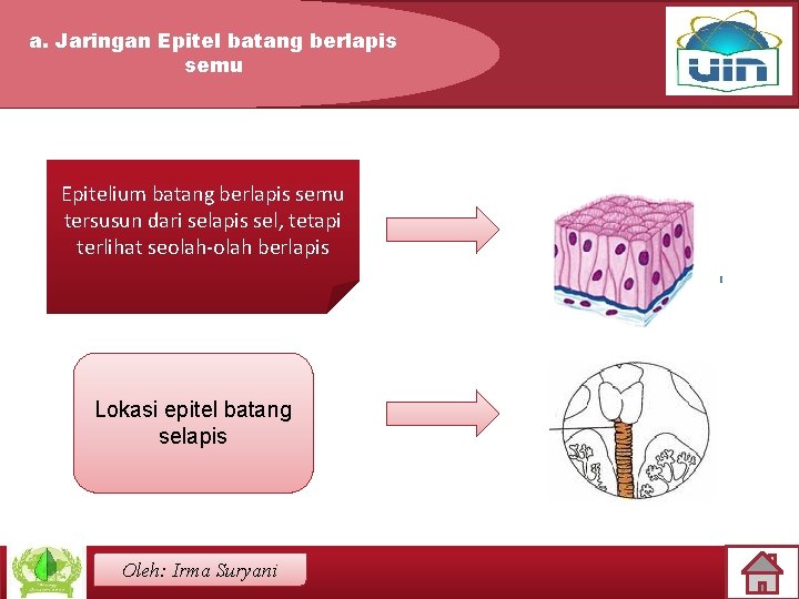 a. Jaringan Epitel batang berlapis semu Epitelium batang berlapis semu tersusun dari selapis sel,