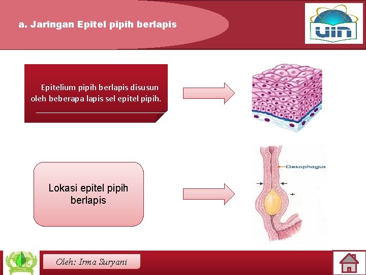 a. Jaringan Epitel pipih berlapis Epitelium pipih berlapis disusun oleh beberapa lapis sel epitel