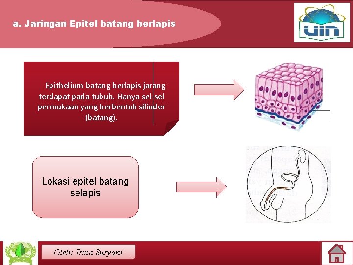 a. Jaringan Epitel batang berlapis Epithelium batang berlapis jarang terdapat pada tubuh. Hanya sel-sel