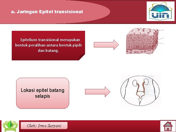 a. Jaringan Epitel transisional Epitelium transisional merupakan bentuk peralihan antara bentuk pipih dan batang.