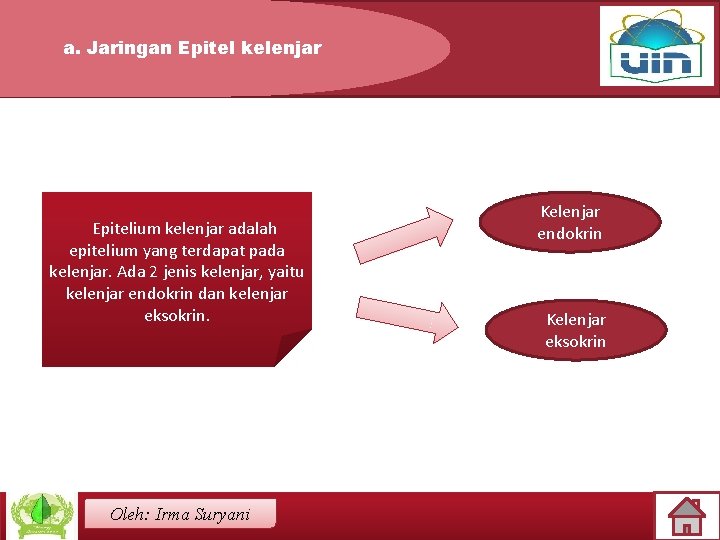 a. Jaringan Epitel kelenjar Epitelium kelenjar adalah epitelium yang terdapat pada kelenjar. Ada 2