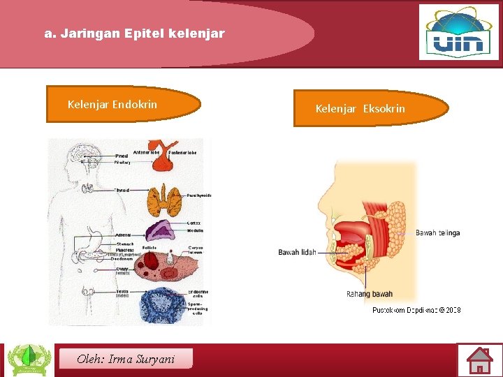 a. Jaringan Epitel kelenjar Kelenjar Endokrin Oleh: Irma Suryani Kelenjar Eksokrin 