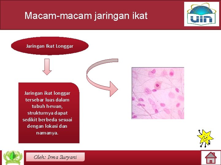 Macam-macam jaringan ikat Jaringan Ikat Longgar Jaringan ikat longgar tersebar luas dalam tubuh hewan,