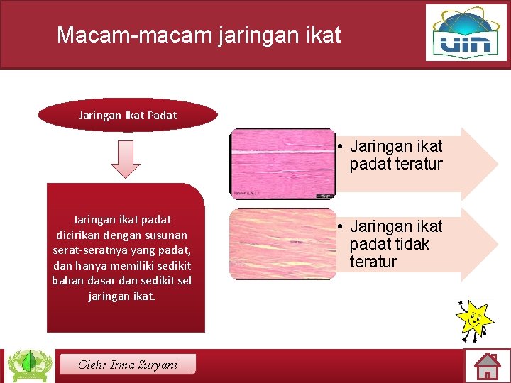 Macam-macam jaringan ikat Jaringan Ikat Padat • Jaringan ikat padat teratur Jaringan ikat padat