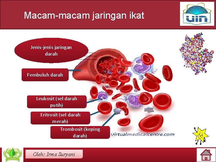 Macam-macam jaringan ikat Jenis-jenis jaringan darah Pembuluh darah Leukosit (sel darah putih) Eritrosit (sel