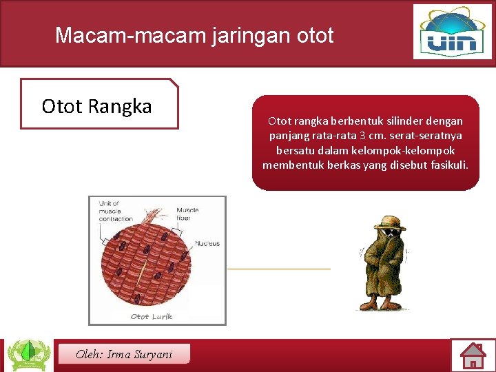 Macam-macam jaringan otot Otot Rangka Oleh: Irma Suryani Otot rangka berbentuk silinder dengan panjang