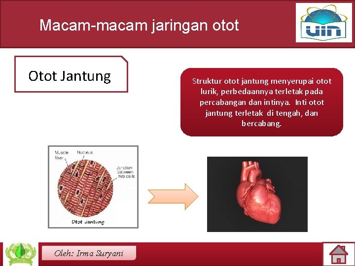 Macam-macam jaringan otot Otot Jantung Oleh: Irma Suryani Struktur otot jantung menyerupai otot lurik,