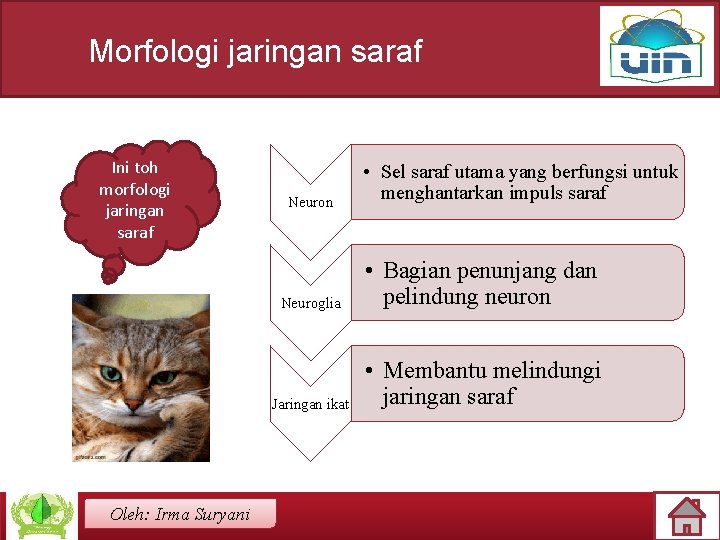 Morfologi jaringan saraf Ini toh morfologi jaringan saraf Oleh: Irma Suryani Neuron • Sel