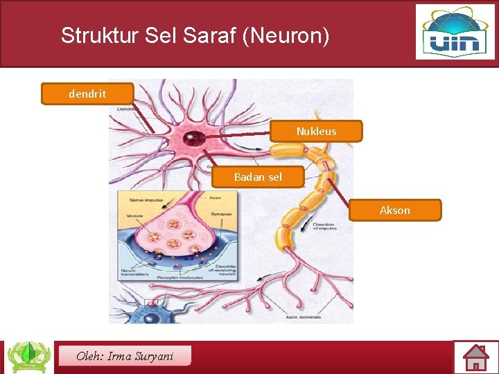 Struktur Sel Saraf (Neuron) dendrit Nukleus Badan sel Akson Oleh: Irma Suryani 