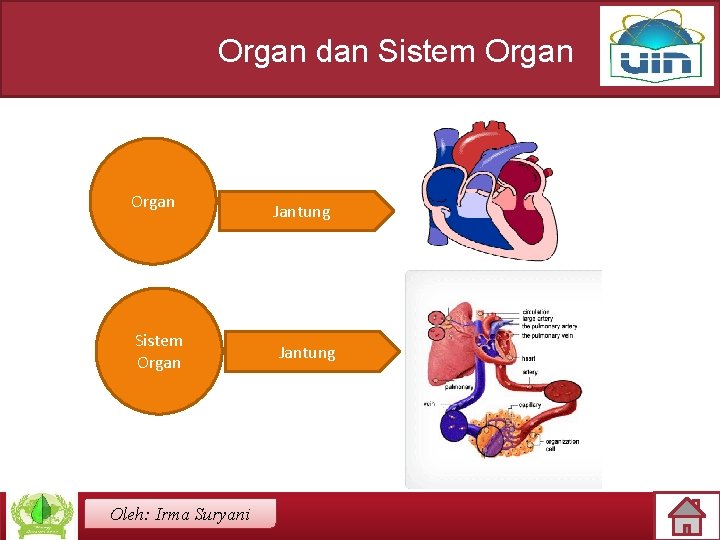 Organ dan Sistem Organ Oleh: Irma Suryani Jantung 
