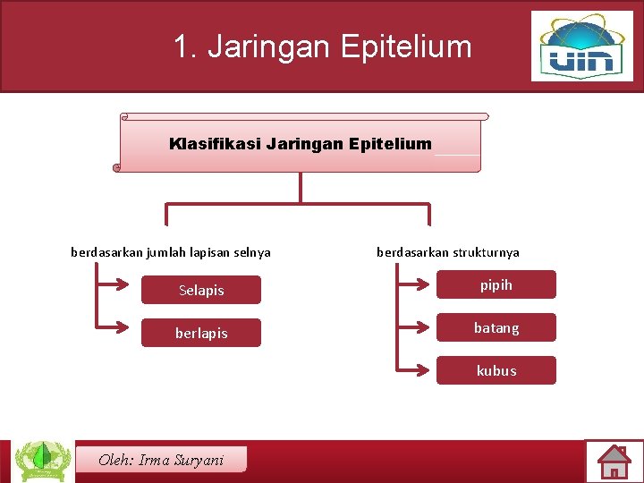 1. Jaringan Epitelium Klasifikasi Jaringan Epitelium berdasarkan jumlah lapisan selnya berdasarkan strukturnya Selapis pipih