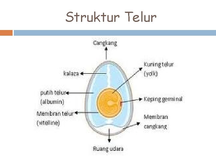 Struktur Telur 