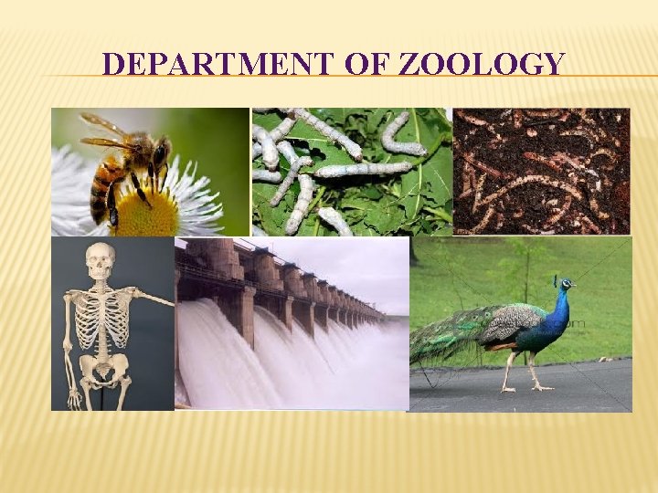 DEPARTMENT OF ZOOLOGY 