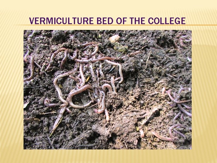 VERMICULTURE BED OF THE COLLEGE 