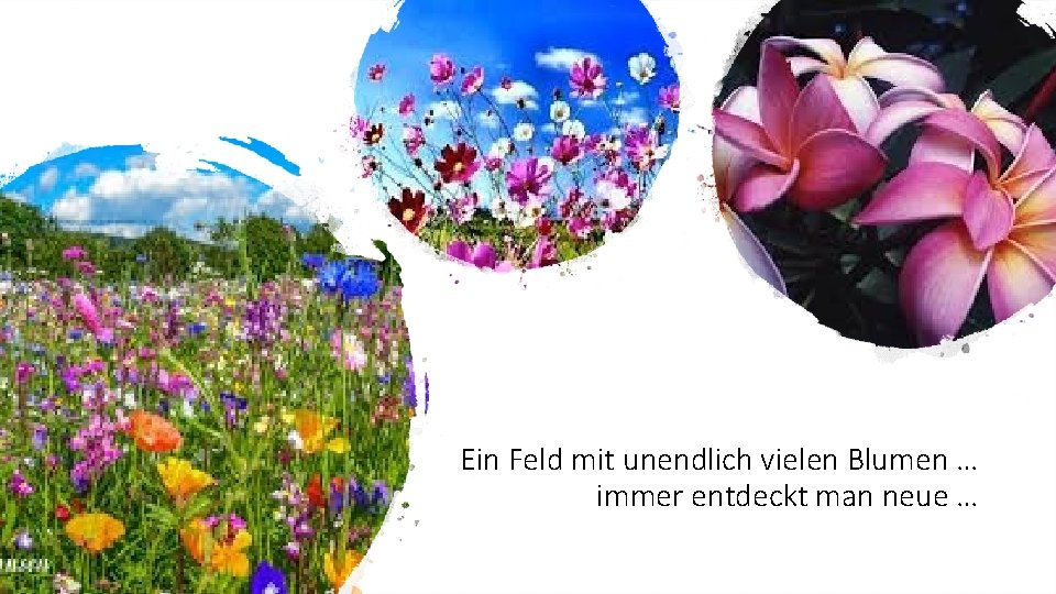 Ein Feld mit unendlich vielen Blumen … immer entdeckt man neue … 