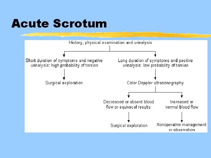 Acute Scrotum 