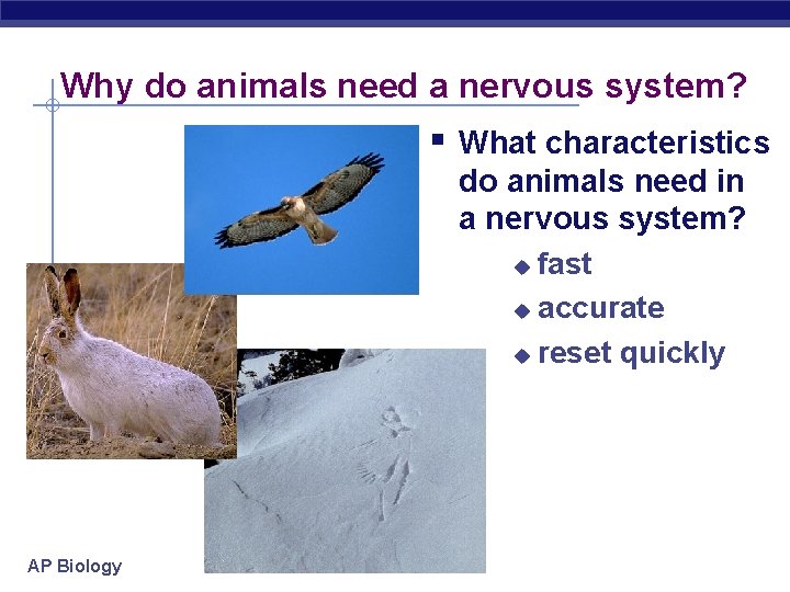 Why do animals need a nervous system? § What characteristics do animals need in