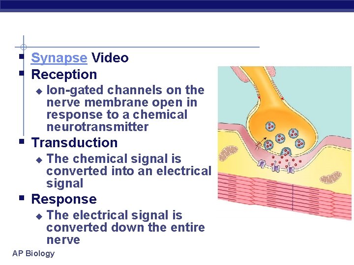 § Synapse Video § Reception u Ion-gated channels on the nerve membrane open in