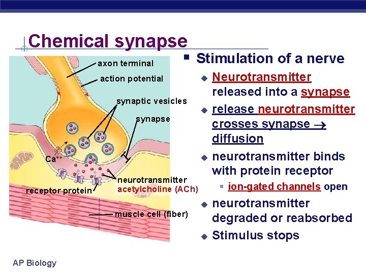 Chemical synapse axon terminal § Stimulation of a nerve action potential u synaptic vesicles