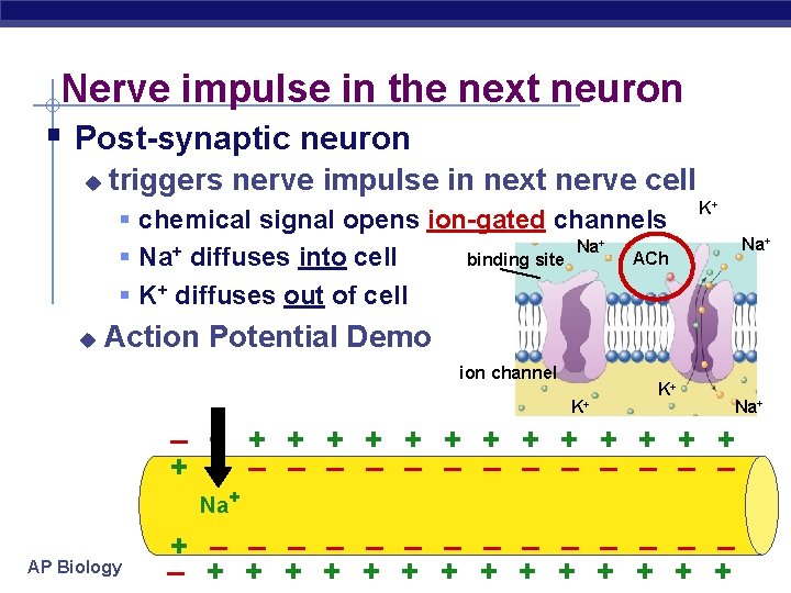 Nerve impulse in the next neuron § Post-synaptic neuron u triggers nerve impulse in