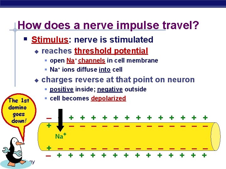 How does a nerve impulse travel? § Stimulus: nerve is stimulated u reaches threshold