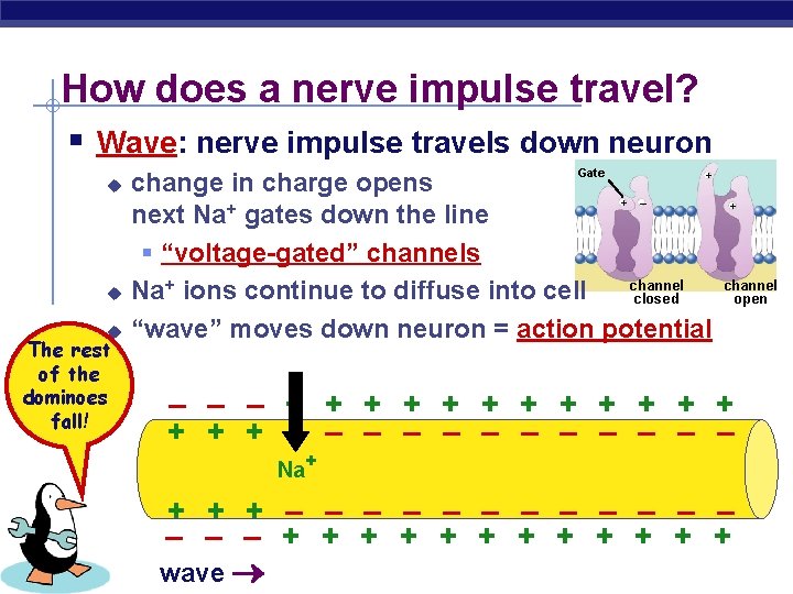How does a nerve impulse travel? § Wave: nerve impulse travels down neuron u