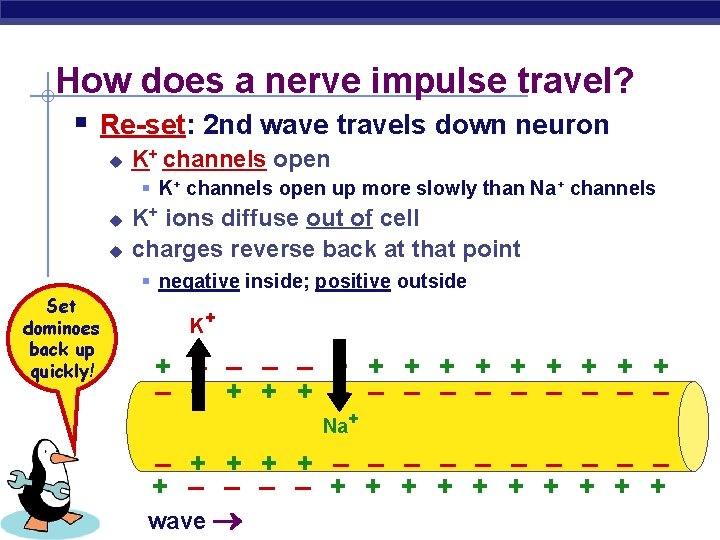 How does a nerve impulse travel? § Re-set: 2 nd wave travels down neuron