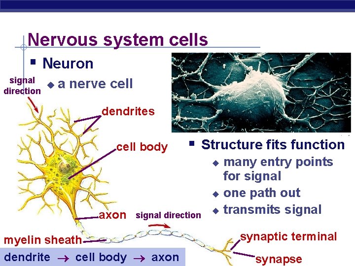 Nervous system cells § Neuron signal u direction a nerve cell dendrites cell body