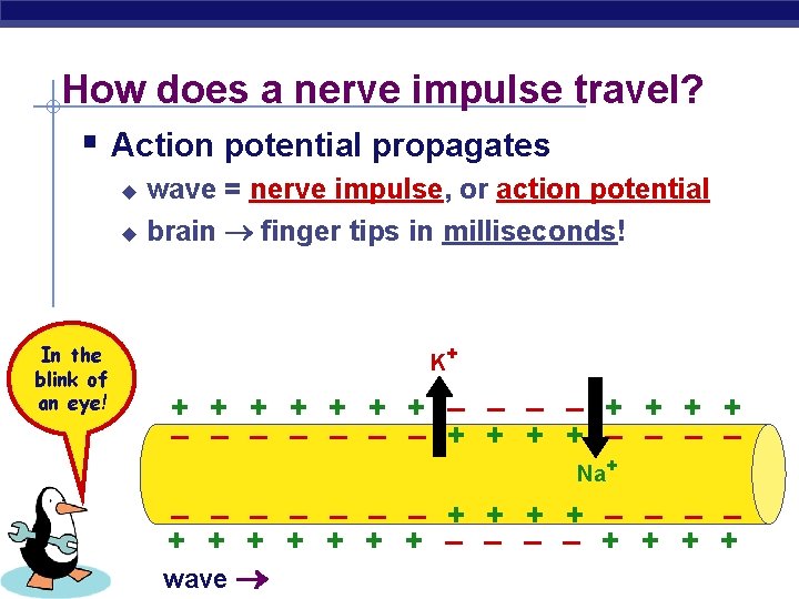 How does a nerve impulse travel? § Action potential propagates wave = nerve impulse,