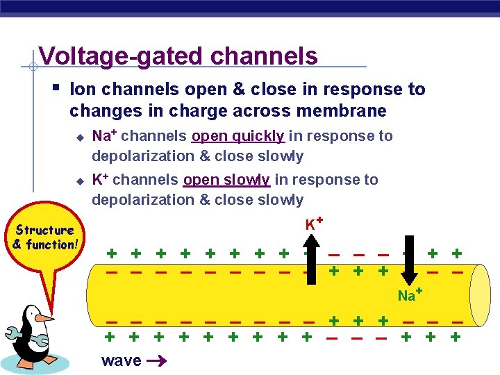 Voltage-gated channels § Ion channels open & close in response to changes in charge