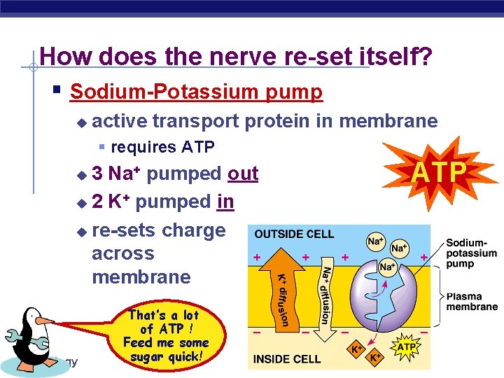 How does the nerve re-set itself? § Sodium-Potassium pump u active transport protein in